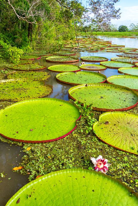 Vertical View Of Victoria Amazonica Plants, The  Free Stock Photo and Image 80648018 Victoria Amazonica, Outline Pictures, Business Cards And Flyers, Amazon Rainforest, Nature Garden, Creative Images, Printing Business Cards, Instagram Ads, Water Plants