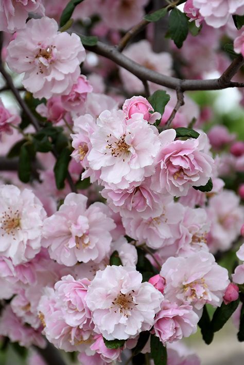 Prairie Rose Crabapple Tree, Flower Crab, Flowering Crabapple, Plant Combos, Fresh Cut Christmas Trees, Prairie Rose, Garden Background, Crabapple Tree, Garden Calendar