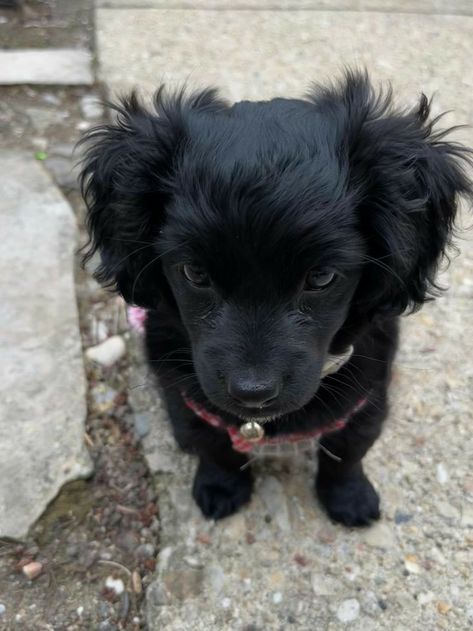 Black Puppy Aesthetic, Black Fluffy Puppy, Fluffy Black Dog, Black Fluffy Dog, Black Puppies, Small Black Dog, Rich Dog, Angry Dog, Black Dogs