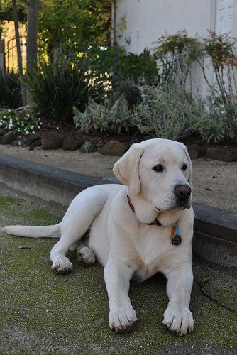 English white Lab: Exactly what I want but already potty trained!! lol :) Lil Tony, Labrador Training, English Labrador, White Labrador, Black Labrador Dog, Puppy Treats, Lab Dogs, Labrador Retriever Puppies, Black Labs