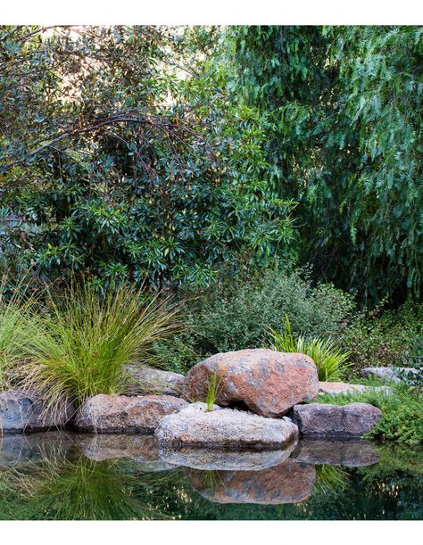 Large Natural Pond Landscaping, Australian Native Garden Pond, Small Garden Wildlife Pond, Backyard Wildlife Pond, Garden Wildlife Pond, Natural Swimming Pools, Top Architects, Most Beautiful Gardens, Australian Architecture