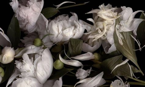 Lisa A. Frank, It's Not the Moon (Horizontal Still Life Photograph of White Peonies on Black), 2016 Louise Gluck, Infinity Photo, Falling Petals, Flowers Black Background, Fine Photography, Lisa Frank, White Peonies, Moon Flower, Colour Photograph