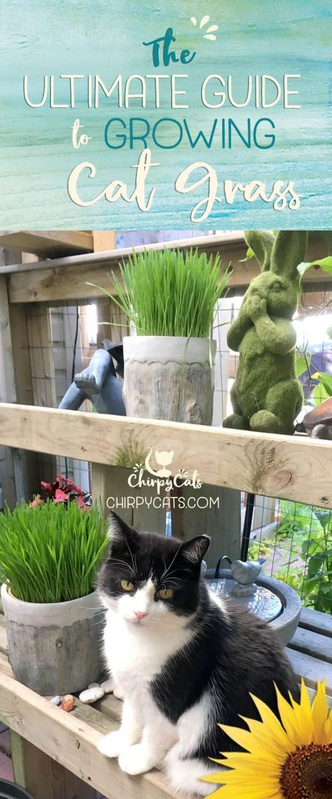 Cat Grass Diy, Cat Grass Indoor, Cat Friendly Plants, Cat Safe Plants, Growing Grass, Cat Grass, Cats Diy Projects, Cat Ideas, Cat Hacks