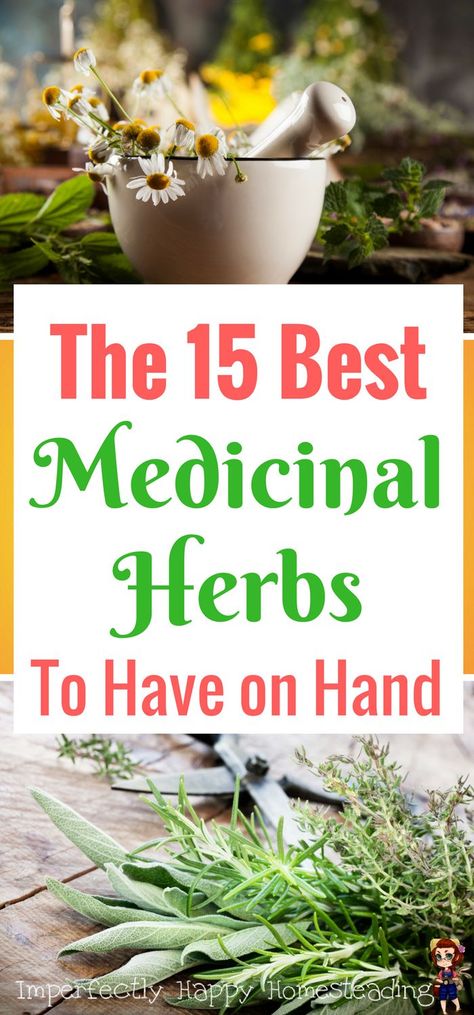 The 15 Best Medicinal Herbs to Always Have in the House. For the home herbalist and those wanting to treat ailments naturally. Medical Herbs, Herbs Garden, Natural Healing Remedies, Healing Remedies, Herb Gardening, Herbal Healing, Herbs For Health, Diy Remedies, Have Inspiration