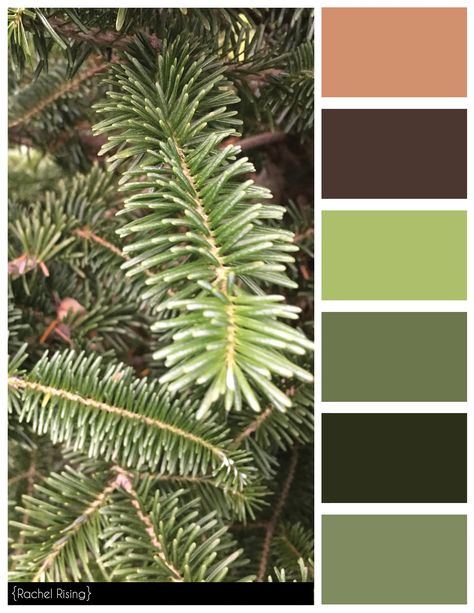 Pine Color Scheme Vintage Color Schemes, Paint Color Palettes, Design Seeds, Beautiful Color Combinations, Color Inspo, Buffalo Ny, Color Blending, Colour Schemes, Color Pallets