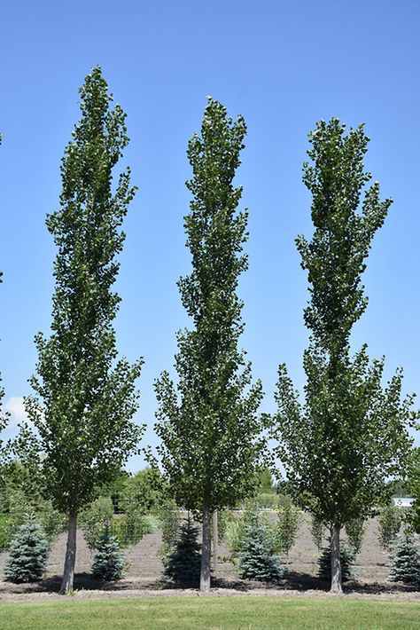 Sundancer Poplar (Populus 'ACWS151') at Dutch Growers Garden Centre Regina Saskatchewan, Poplar Tree, Billings Montana, House Backyard, Full Size Photo, Garden Centre, Shade Trees, Unique Trees, Deciduous Trees