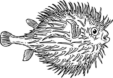 Blow Fish Sea - Free vector graphic on Pixabay Pufferfish Tattoo, Blow Fish, Fish Clipart, Fish Coloring Page, Animal Templates, Underwater Art, Free To Use Images, Fish Vector, Fish Drawings