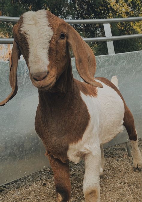 show boer, market wether | @ryleerae25 | #marketgoats #marketwether #boergoats #countrylifestyle #ffa #ffaanimals #showgoats #farm #goats #country #countrygirl #countryboy #westernlifestyle #western #farmanimals #4h Livestock Show Aesthetic, Livestock Aesthetic, Livestock Dogs, Goat Aesthetic, Goat Showing, Farm Goats, Livestock Animals, Show Goats, Cancun Trip