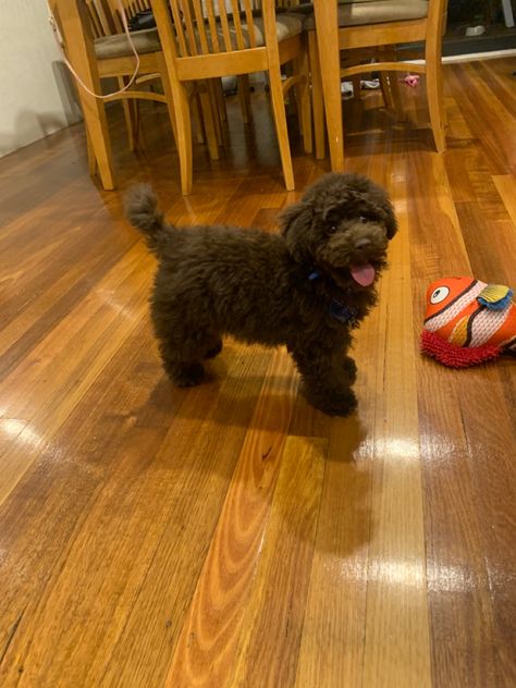 Chocolate Poodle Toy, Dark Brown Toy Poodle, Chocolate Toy Poodle, Brown Toy Poodle, Cat Inspiration, Chocolate Poodle, Toy Poodle Puppy, Poodle Toy, Angel Babies