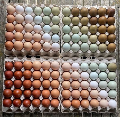 Poultry Business, Chicken Roost, Off Grid Tiny House, Egg Pictures, Luxury Hampers, Backyard Chicken Farming, Honey Packaging, Farm Eggs, Fortnum And Mason