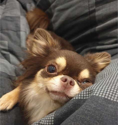 Brown Fluffy Chihuahua, Statue With Wings, Fluffy Chihuahua, Chiwawa Puppies, Chihuahua Memorial, Statue For Garden, Psy Chihuahua, Black Chihuahua, Long Haired Chihuahua