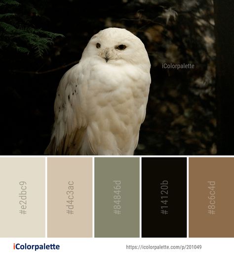 Colour Palettes With Black, Black And Nude Color Palette, Birds Color Palette, Color Pallets With Black, Colours That Go With Black, Brown Black Color Palette, Grunge Colour Palette, Color Palettes With Black, Black Color Palette Colour Schemes