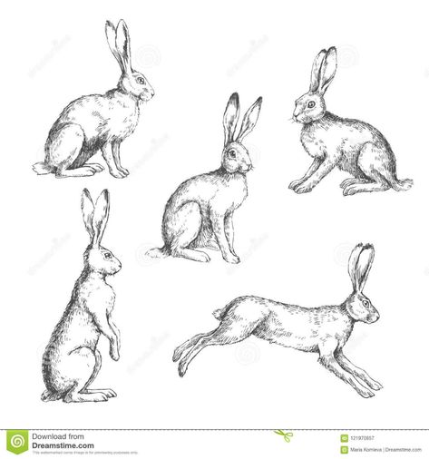 Vector Set Of Vintage Illustrations Of Hares Isolated On White. Stock Vector - Illustration of grunge, design: 121970857 Hare Sketch, Hare Drawing, Hare Illustration, Hare Painting, Lapin Art, Rabbit Drawing, Bunny Tattoos, Rabbit Illustration, Blog Art