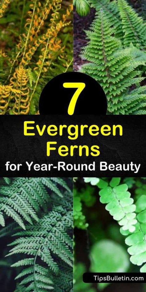 Landscaping With Ferns And Hostas, Evergreen Ferns Uk, Tassel Fern Plants, Ferns Landscaping Front Yards, Types Of Ferns Outdoor, Fern Stands Ideas, Japanese Holly Fern, Autumn Fern Landscaping, Outdoor Ferns Landscapes