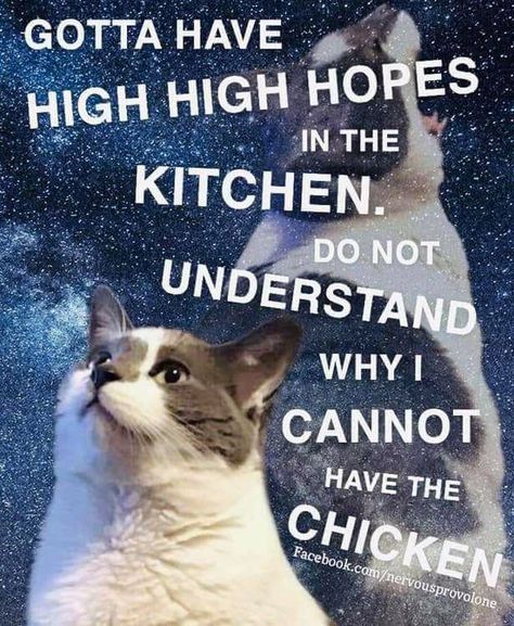 Crappy Day, Cheezburger Cat, Super Funny Memes, High Hopes, Silly Animals, Funny Cat Memes, Funny Animal Memes, Grumpy Cat, Good Vibes Only