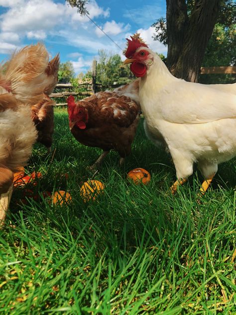 Pet Chickens Aesthetic, Chicken Pet Aesthetic, Home Farm Aesthetic, Pet Chicken Aesthetic, Southern Farm Aesthetic, Chicken Aesthetic Animal, Farm Animal Aesthetic, Farm Asethic, Farm Animals Aesthetic