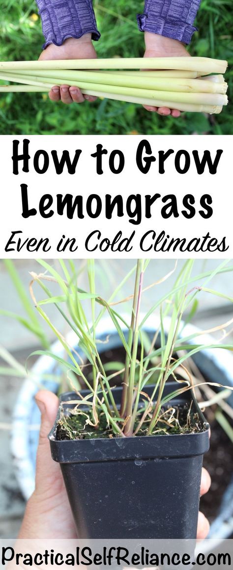 Growing Lemongrass Indoors or Outdoors Grow Lemongrass, Pallets Garden, Garden Pictures, Backyard Garden Design, Easy Garden, Growing Herbs, Planting Herbs, Gardening For Beginners, Growing Vegetables