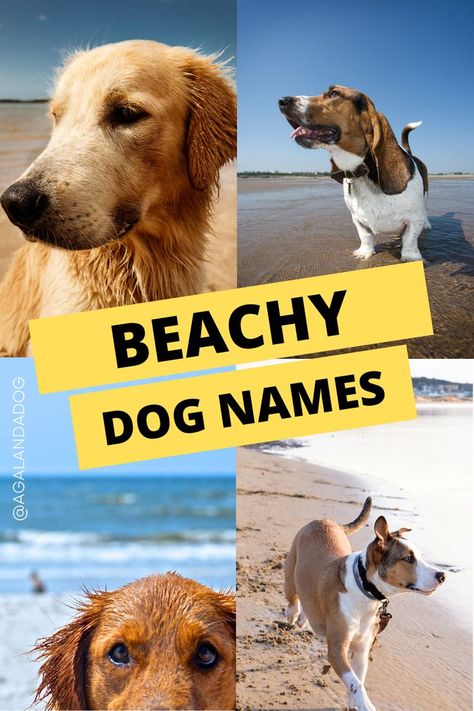 Text overlay that reads Beachy Dog Names.  Under the overlay is four separate pictures of dogs enjoying the beach. Beachy Dog Names, Golden Retriever Beach, Themed Names, Golden Retriever Names, Best Dog Names, Cute Names For Dogs, Big Splash, Cool Baby Names, Dog Beach