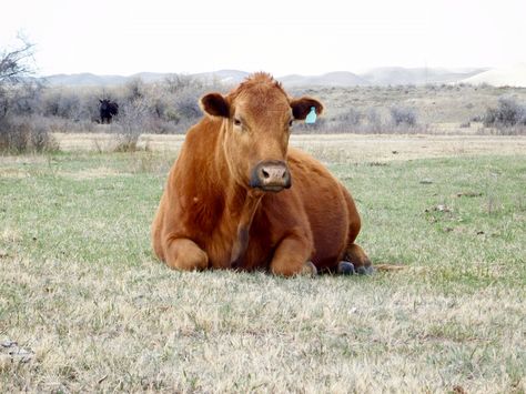 Big ol' cow, laying in the grass Cow Laying Down Drawing, Cow Laying Down, Diwali Illustration, Animals Reference, Cow Drawing, Cow Pose, African Dance, Cattle Breeds, Like Animals