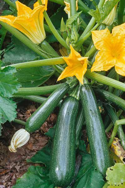 Zucchini Plants, Green Zucchini, Garden Problems, Seed Pack, Garden Veggies, Dark Star, Veggie Garden, Growing Food, Edible Garden