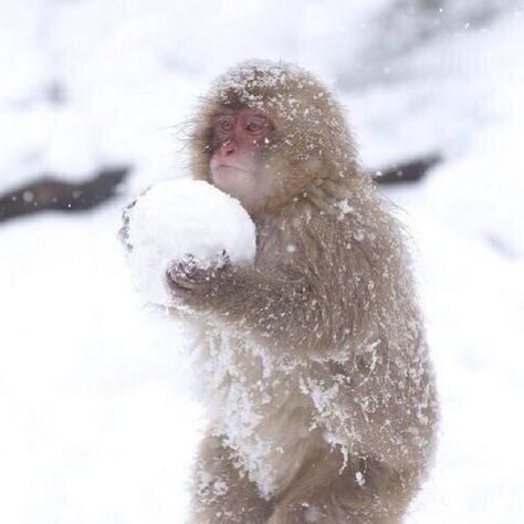 I love this little guy and his winter coat. Ready for a snowball fight! Japanese Monkey, Snow Monkey, Snow Ball, Mandrill, A Monkey, Winter Animals, Appaloosa, Maneki Neko, Quarter Horse