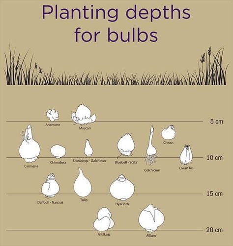 Simple Deck, Planting Plants, Plant Bulbs, Garden Bulbs, Deck Decorating Ideas, Deck Decorating Ideas On A Budget, Have Inspiration, Cut Flower Garden, Decorating Ideas On A Budget