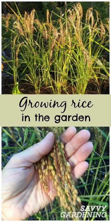 Growing rice in my backyard vegetable garden How To Grow Yeast, How To Grow Peppercorns, Growing Cashews, Rice Garden, Growing Grains, Growing Spices, Growing Rice, Plant Reproduction, Backyard Vegetable Garden