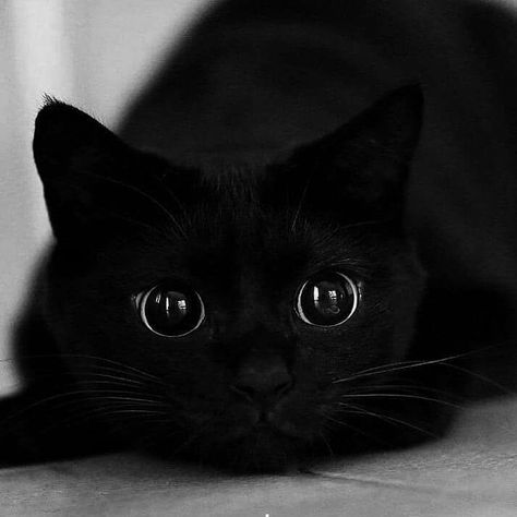 Pencil Art Love, All Black Cat, Bombay Cat, Cute Cat Memes, Anime Boy Sketch, Image Chat, A Black Cat, Cat People, Black Cat Halloween