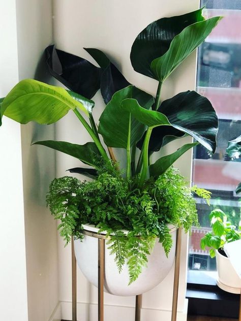 Indoor Companion House Plants, Companion Planting Houseplants, Plants Pots Ideas, Plant Container Ideas, Decorating Pots, Gemüseanbau In Kübeln, Big Pots, Plant Combos, Indoor Tropical Plants