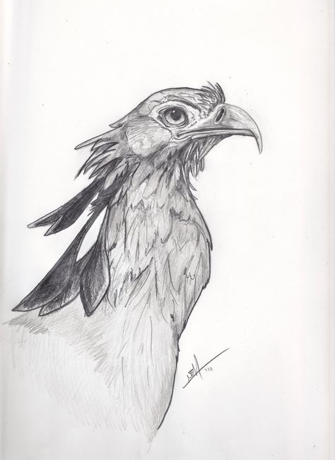 Secretary Bird Drawing, Secretary Bird Art, Kids Drawing Projects, Bird Sketches, Secretary Bird, Satanic Tattoos, Drawing Birds, Dry Point, Mixed Media Art Techniques