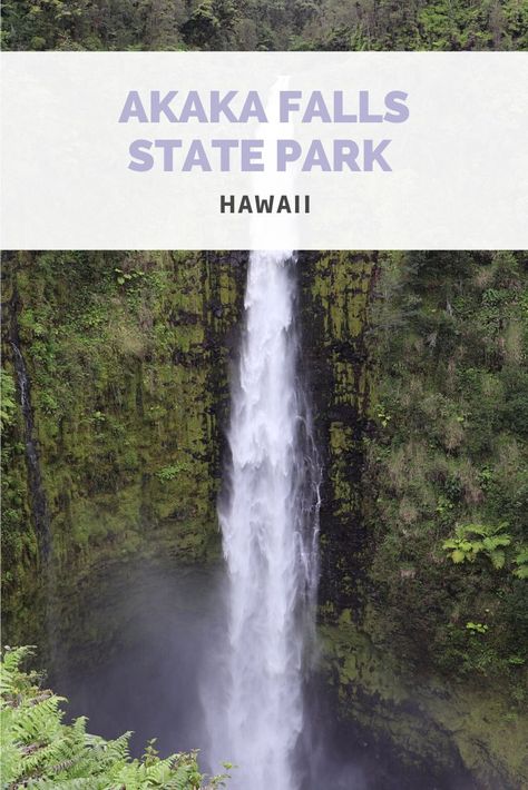 Visiting Akaka Falls State Park in Hawaii Akaka Falls | Akaka Falls Hawaii | Akaka Falls State Park | Akaka Falls State Park Hawaii | Akaka Falls Big Island | Big Island Hawaii | Hawaii Waterfalls | Waterfalls in Hawaii | Hawaiian Waterfall | Hilo | Hilo Hawaii | Things To Do in Hilo | Things to See in Hilo | Hilo Things To Do | Hilo Hawaii Things To Do | Kona Things To Do | Akaka Falls Hawaii Waterfalls | Hawaii Big Island | Big Island Hawaii Things To Do | Big Island Travel | Big Island Trip Akaka Falls, Hawaii Waterfalls, Big Island Travel, Hawaii Things To Do, Hawaii Big Island, Big Island Hawaii, Island Travel, Been There Done That, Big Island