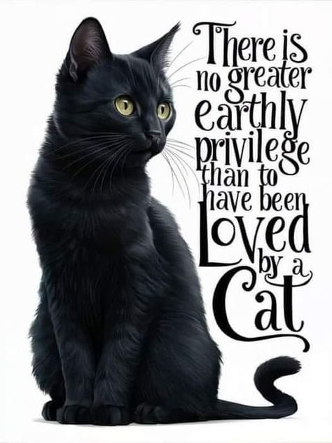 Cat Love Quotes, Cat Lover Quote, Black Cat Lover, Cat Hacks, Hodge Podge, Cat Quotes Funny, Tortoise Shell Cat, Black Cat Art, Cat Photos