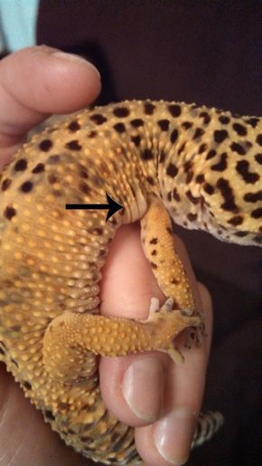 bubbles behind leopard gecko legs are NOT fat they are vitamins & minerals. Fat is stored in tail. DO NOT restrict food. Lepored Geko, Reptile Facts, Leopard Gecko Diet, Leopard Gecko Cute, Leopard Gecko Care, Gecko Habitat, Gecko Terrarium, Bearded Dragon Diet, Cute Gecko