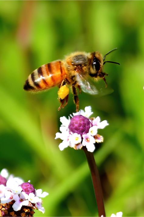 How To Use Neem Oil - The Organic Solution To Pest & Disease Control! Potato Bugs, Natural Insecticide, Natural Pesticides, Japanese Beetles, Eco Friendly Garden, Berry Bushes, Disease Control, Neem Oil, Beneficial Insects