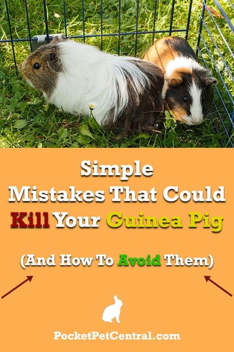 These are some simple everyday mistakes that could easily kill your guinea pig. Learn how to avoid these mistakes and your guinea pigs will live a full and healthy life! Guinea Pig Information, Guinea Pig Run, Pig Facts, Diy Guinea Pig Cage, Guinea Pig Diy, Pet Guinea Pigs, Guinea Pig Toys, Guinea Pig Care, Pocket Pet