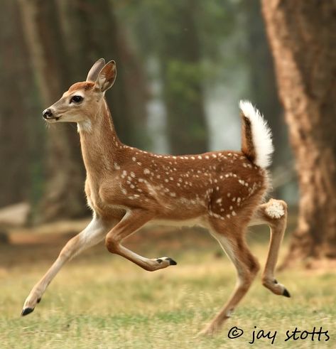 Deer Reference Poses, Deer Fawn Drawing, Deer Poses Reference, Fawn Drawing Reference, Animal Drawing Reference Photo, Fawn Reference, Deer Side Profile, Deer Reference Photo, Fawn Pictures