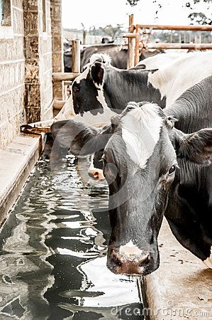 Cattle stand at a drinking trough next to the stables, some are drinking water while one looks towards the viewer. The Stables, Stables, Drinking Water, Stock Images, Stock Photos, Drinks, Water, Animals, Black