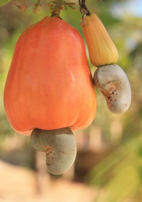 Cashew Apple, Cashew Tree, Fruit Tree Garden, Vietnam Food, Fruits Images, Fruit Photography, Beautiful Fruits, Fruit Drinks, Fruit Plants