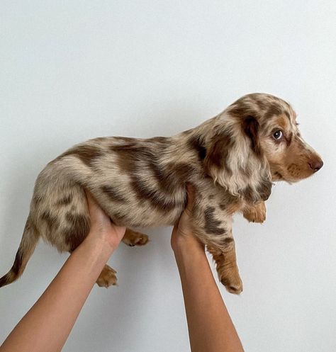 Daschund Puppies, Cute Dogs Images, Very Cute Puppies, Dapple Dachshund, Hybrid Dogs, Cute Animals Puppies, Very Cute Dogs, Cute Dog Pictures, Weenie Dogs