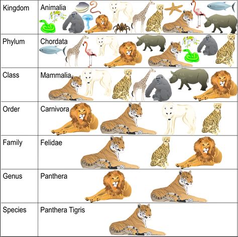 Classification System Science Lesson: Learning Taxonomy | Woo! Jr. Kids Activities Biology Classification Activities, Evolution And Classification Of Life, Taxonomy Illustration, Taxonomy Classification Activities, Taxonomy Biology Notes, Animal Classification For Kids, Animal Taxonomy, Organisms Science, Taxonomy Classification