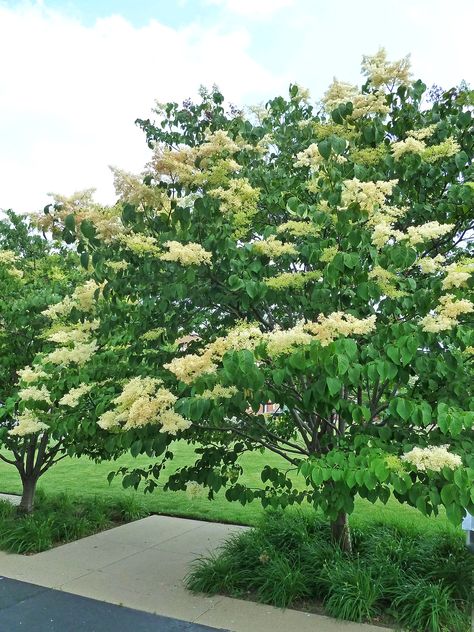 Lilac Tree Japanese Lilac, Small Ornamental Trees, Autumn Clematis, Smelling Flowers, Best Landscape, Bald Cypress, Japanese Tree, Lilac Tree, Flowering Tree