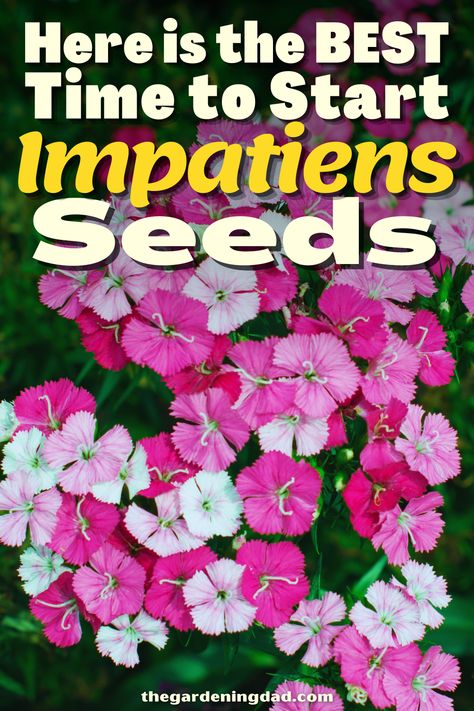 Are you looking forward to growing Impatiens seeds? This article will go over the necessary tips and tools to get the seeds you need. #Thegardeningdad #Impatiens #Garden Growing Impatiens From Seed, Impatiens Landscaping, Impatients Flowers, Impatient Flowers, Impatiens Flowers, Flowers From Seed, Shade Loving Flowers, Impatiens Plant, Flower Tips