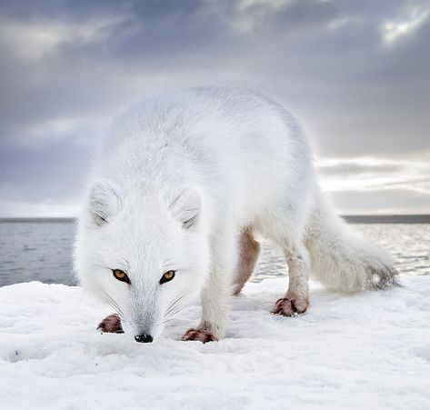 Zorro ártico: el tipo más astuto de la tundra National Geographic Photo Contest, Fox Pictures, National Geographic Magazine, Fox Hunting, Arctic Fox, Pretty Animals, National Geographic Photos, Photo Contest, Four Legged