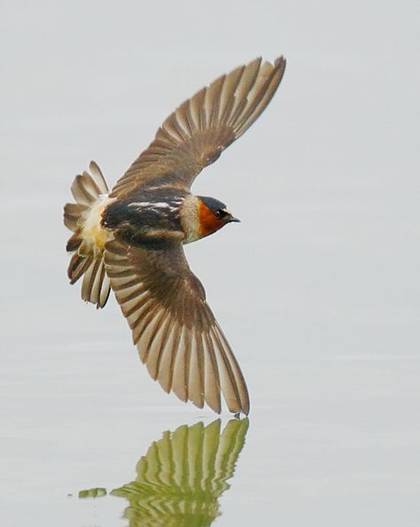 Cliff Swallow, (Tattoo Idea), photograph by Tom Grey Cliff Swallow, Bird Migration, Creature Of Habit, Bird Photos, Life List, Thought Bubbles, Central Oregon, Big Bend, Sister Tattoos