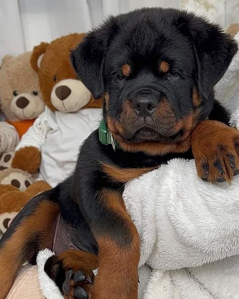 Rottweiler Dog Puppy, Rottweiler Breeders, Always By Your Side, Rottweiler Love, Rottweiler Lovers, Really Cute Puppies, Cute Animals Puppies, Very Cute Dogs, Cute Dog Pictures