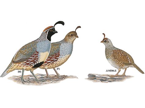 Gambel's Quail Gambels Quail, Quail Tattoo, Quail Art, Quail Family, Chicken Feeders, Pig Illustration, Quails, Duck Bird, Wood Pallet Art