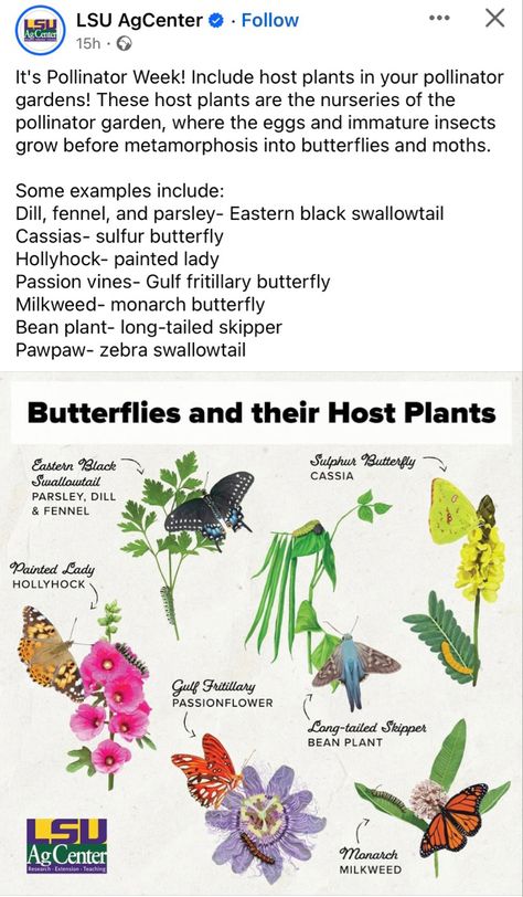 The Constant Gardener, Passion Vine, Bean Plant, Bee Garden, Plant Information, Pollinator Garden, Love Garden, Passion Flower, Garden Art Diy