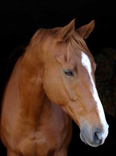 Photo about A head shot of a chestnut horse with a white blaze against a black background. Image of nose, looking, isolated - 24778322 Equestrian Aesthetic, Horse Heart, Cute Ponies, Quarter Horses, Baby Animals Pictures, Chestnut Horse, Horse Quotes, Black B, Horse Life