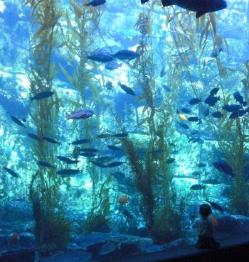 San Diego’s Birch Aquarium: A Worthwhile Alternative to SeaWorld San Diego With Kids, Sea Cucumbers, Birch Aquarium, San Diego Attractions, Seaworld San Diego, Glowing Moon, Homeschool Field Trips, Tide Pool, California Trip