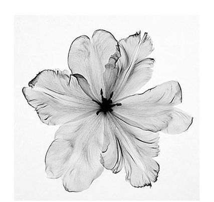 Xray Flower, Xray Art, Parrot Tulip, Tulip Tattoo, Parrot Tulips, X Ray, Cute Tattoos, Flower Drawing, A Flower